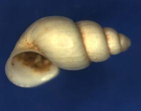 Paladilhiopsis_ cornucopium_Cogol_dei Siori_02_05__4fach_2.jpg